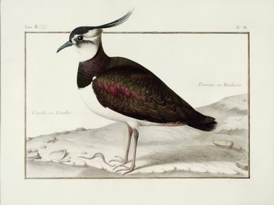 A Lapwing by Nicolas Robert